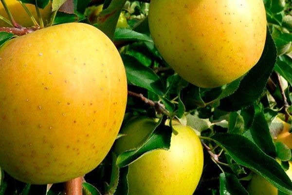 Голден Делишес: как вырастить яблоки мечты