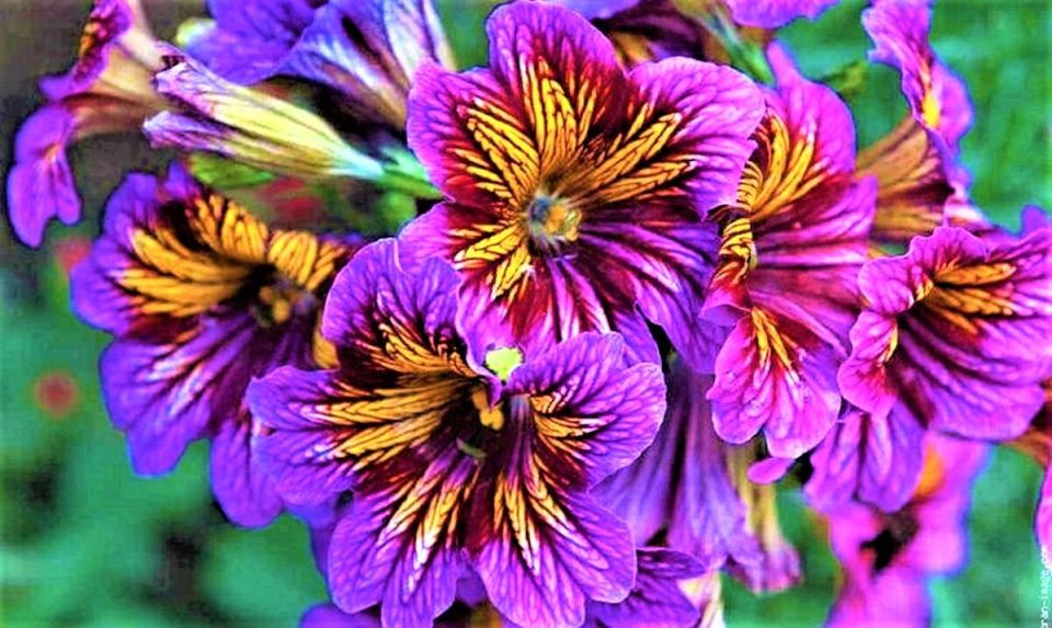 Получите удовольствие от цветения сальпиглоссиса на вашем участке