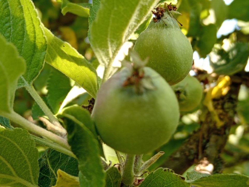 Июль в саду: секреты ухода за урожаем