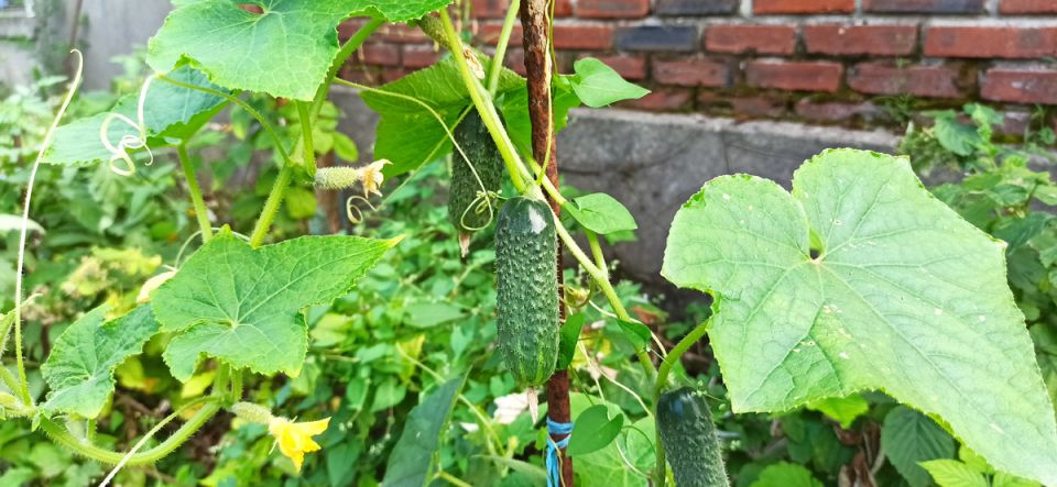 Как перекись водорода решила судьбу огурцов и вызвала бурю эмоций у соседей