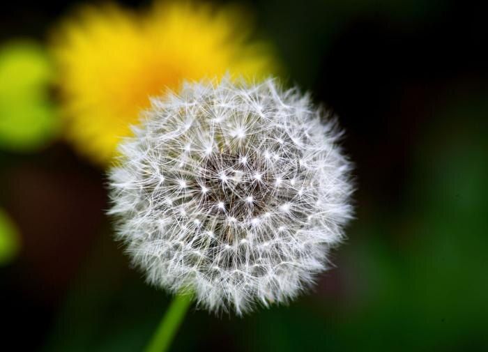 Как победить сорняки: современные методы для уютного дачного участка