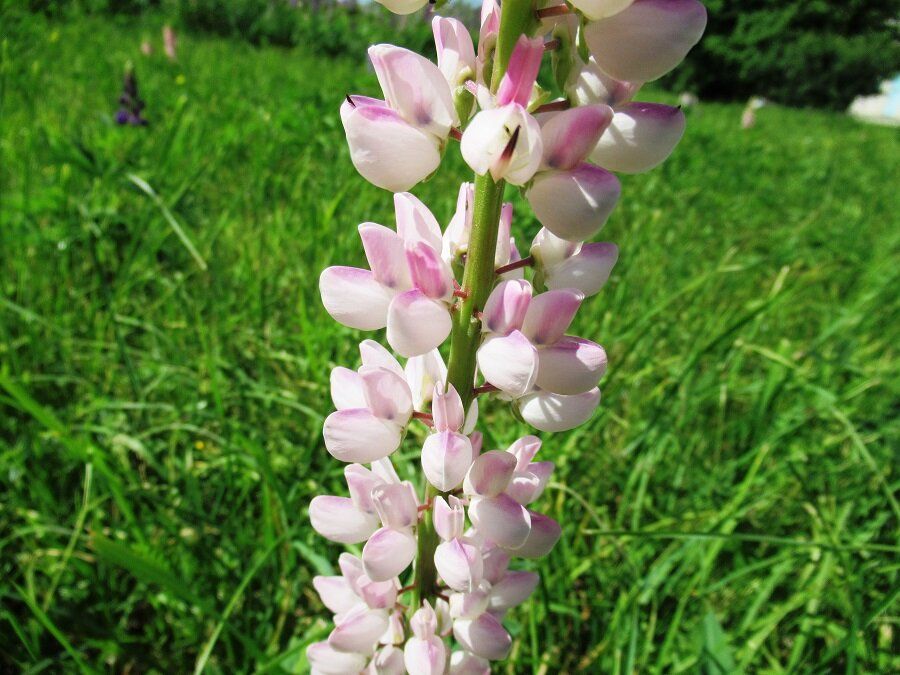 Люпин: цветок, который завоевывает сердца