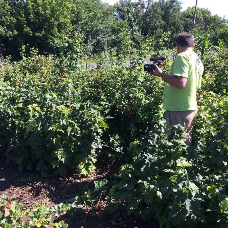 Как защитить смородину от стеклянницы: полезные советы и меры предосторожности