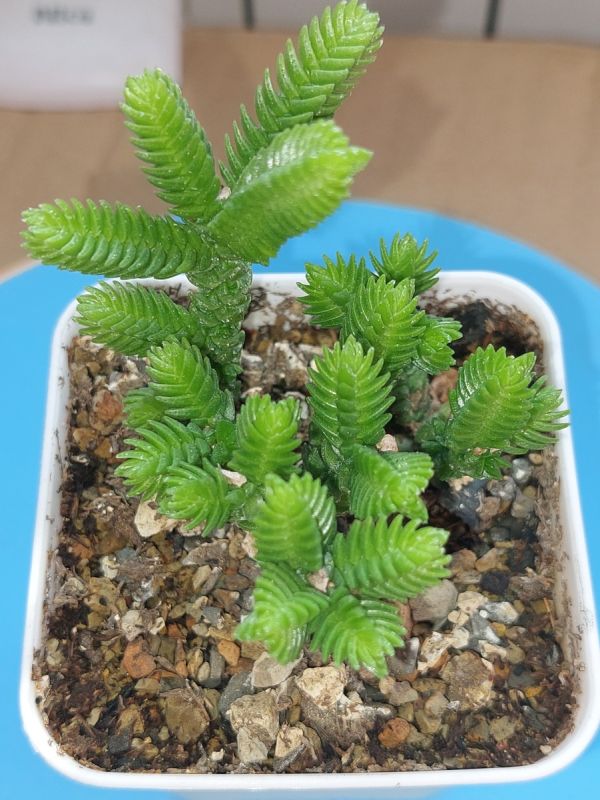 Суккуленты: Как они изменили наше представление о комнатных растениях