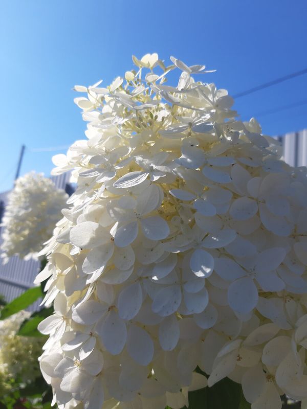 Гортензия Ванилла Фрайз: волшебство цветения в вашем саду