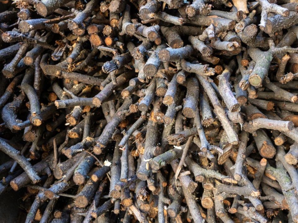 Почему ветки в вашем саду – это сокровище для полезных насекомых