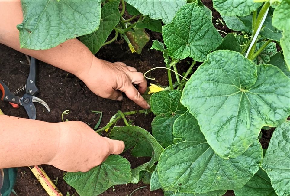 Пустоцветы на огурцах: причина для беспокойства?