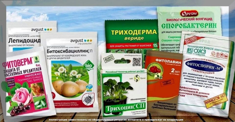 Биопрепараты: доступные методы использования и распространенные ошибки