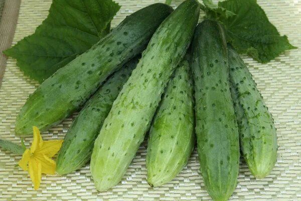 Современные огурцы Магнит: почему они лучше других сортов?