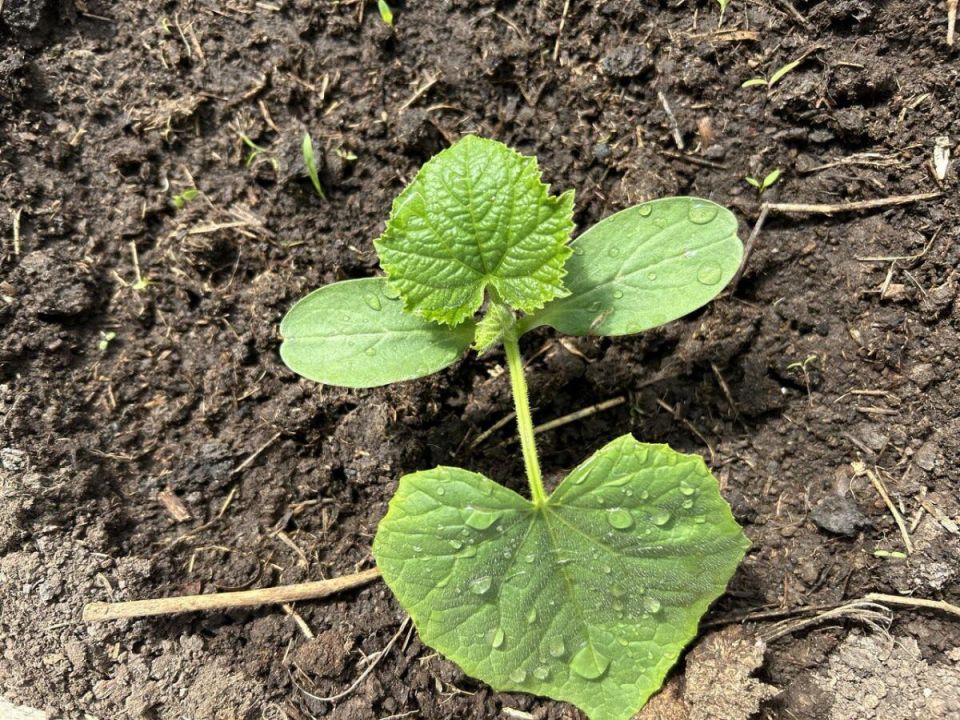 Как дрожжи могут превратить ваши грядки в урожайное богатство: секреты дачников