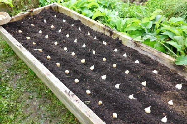 Как создать идеальную грядку для озимого чеснока: ключевые советы для успешных садоводов