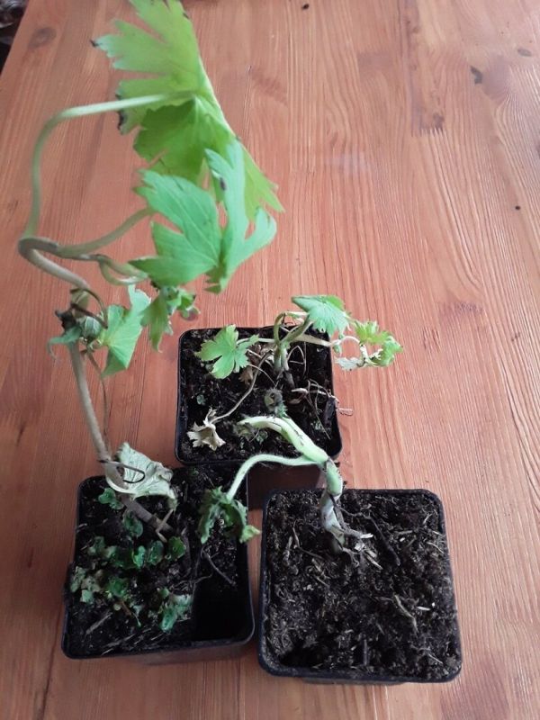 Покупка растений: как садовод столкнулся с неожиданностями из Крыма