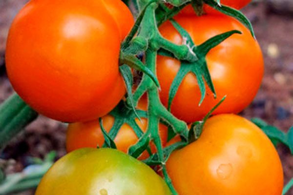 Томаты сорта Наслаждение: как вырастить вкусный урожай без лишних усилий