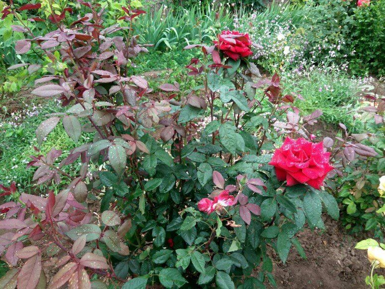 Ошибки при подготовке роз к зиме: как избежать главных промахов