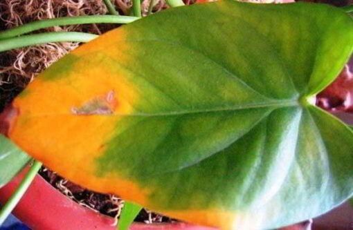 Почему листья антуриума теряют яркость?