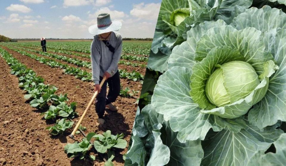 Как определить зрелость капусты: секреты сбора урожая