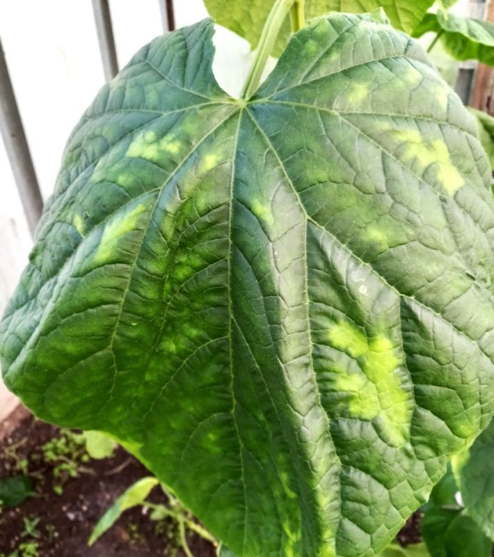 Листья огурцов в пятнах: как вирусная мозаика угрожает урожаю и что с этим делать?