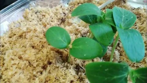 Выращивание огуречной рассады в опилках: секреты успешного старта