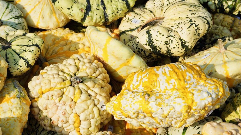 Патиссоны: удивительное разнообразие сортов для вашего огорода