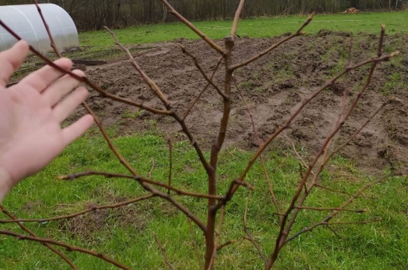 Как обрезка кроны превращает молодую яблоню в здоровое дерево с богатым урожаем