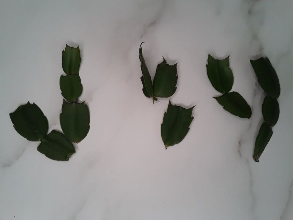 Деревенские открытия: неподражаемый стиль декабристов