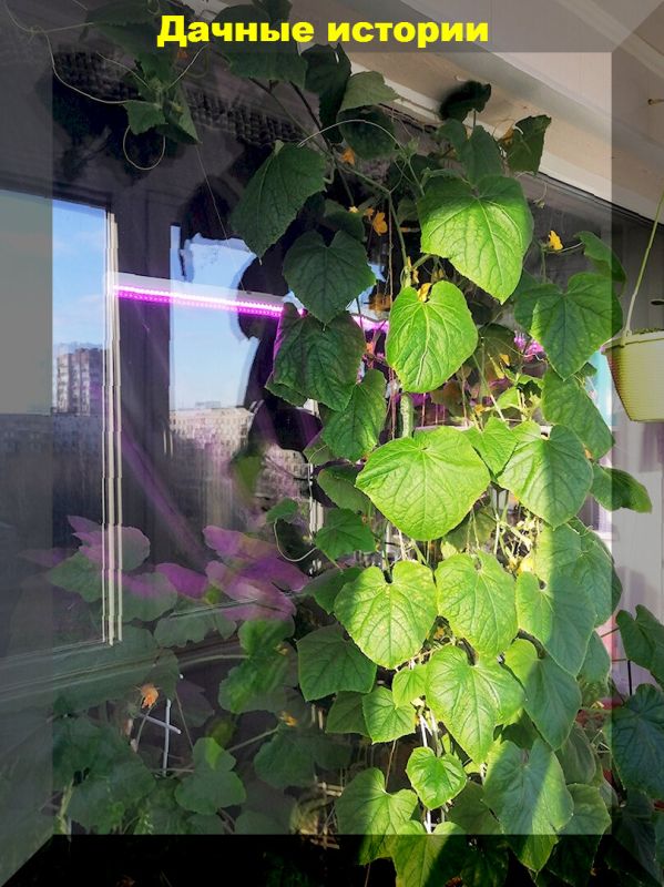 Как добиться рекордного урожая огурцов на подоконнике: секреты успешного ухода