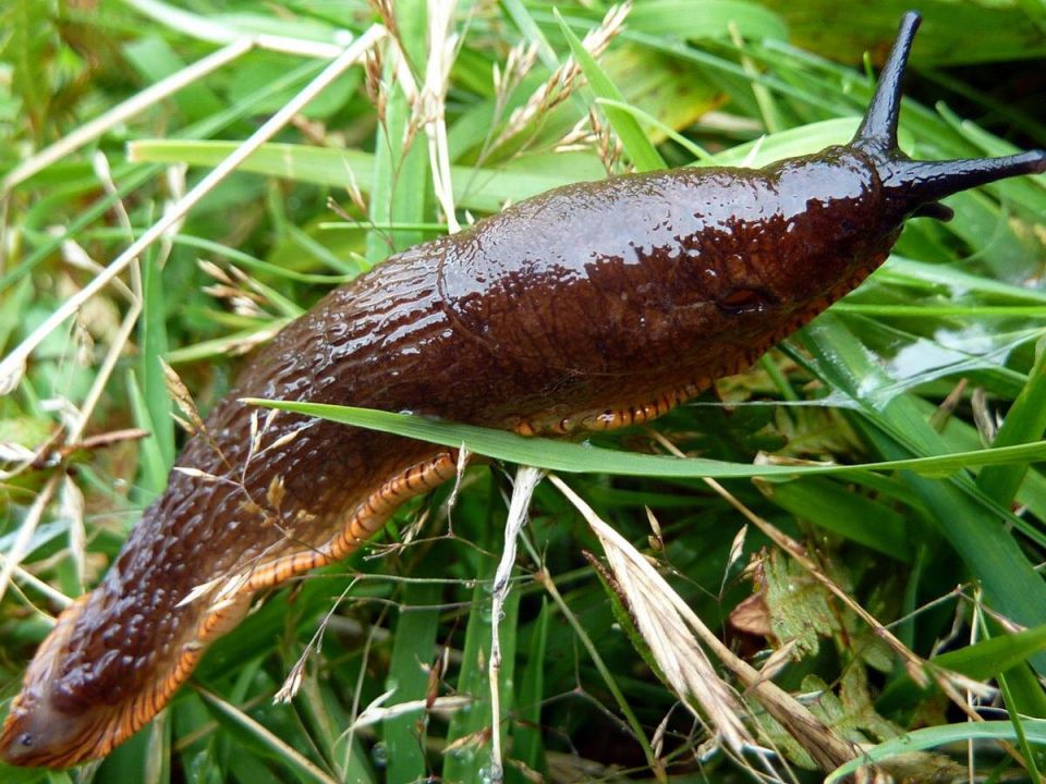 Как эффективно защитить свой сад от слизней: лучшие советы