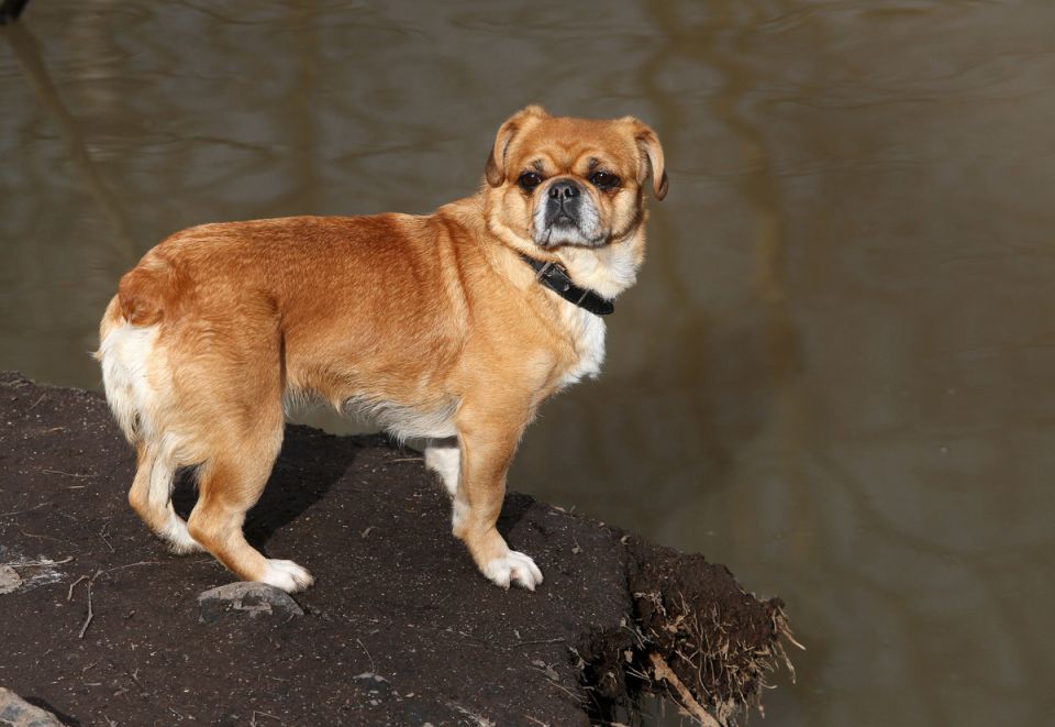 Новые правила для владельцев собак: что ждать в 2025 году