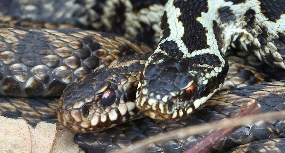 В России введен запрет на содержание 121 вида экзотических животных в домашних условиях