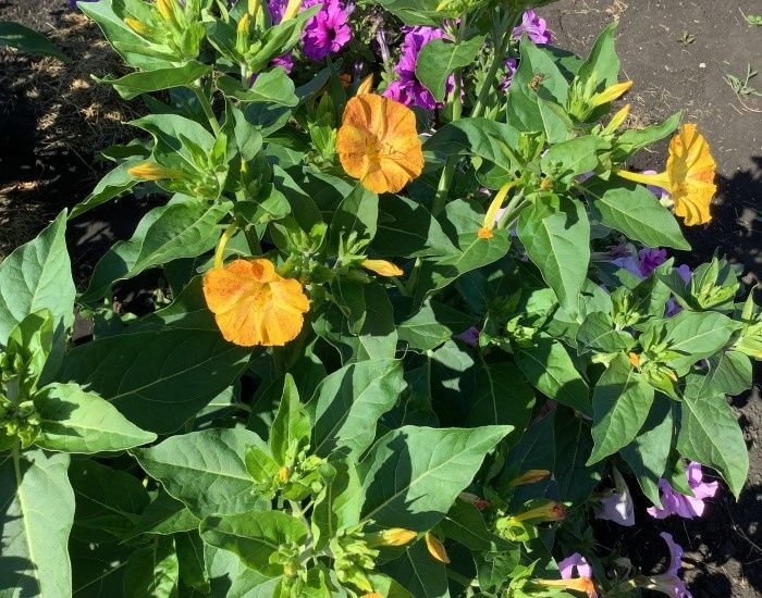 Ночная красавица: как вырастить мирабилис для вашего сада