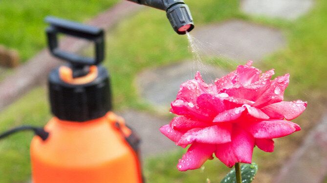 Зачем весной подкармливать розы: секреты успешного ухода за королевой сада