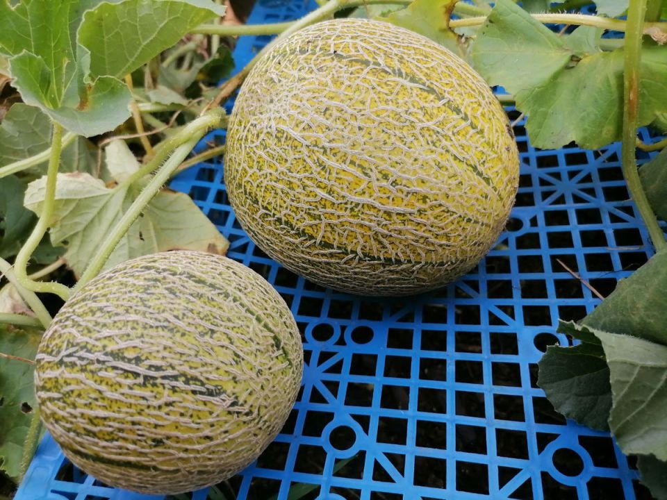 Выращивание арбузов и дынь в Сибири: настоящая битва с природой