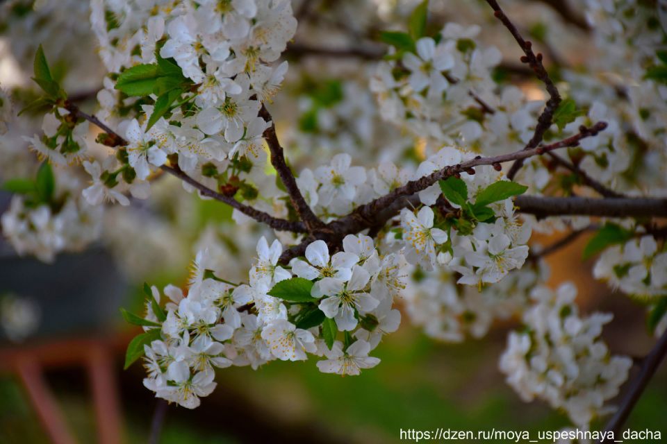 Как правильно подкармливать вишни весной: шаги к обильному урожаю