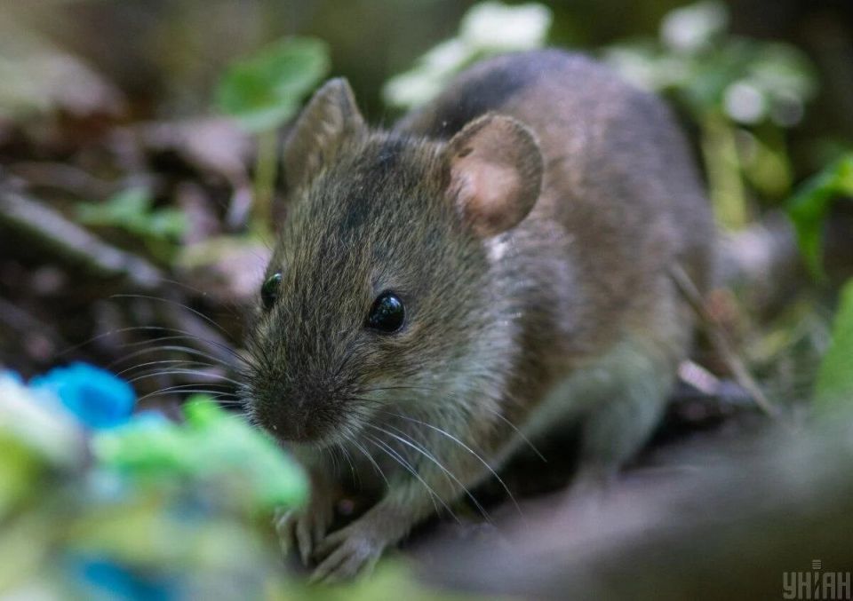 Эффективные способы защитить дом от мышей