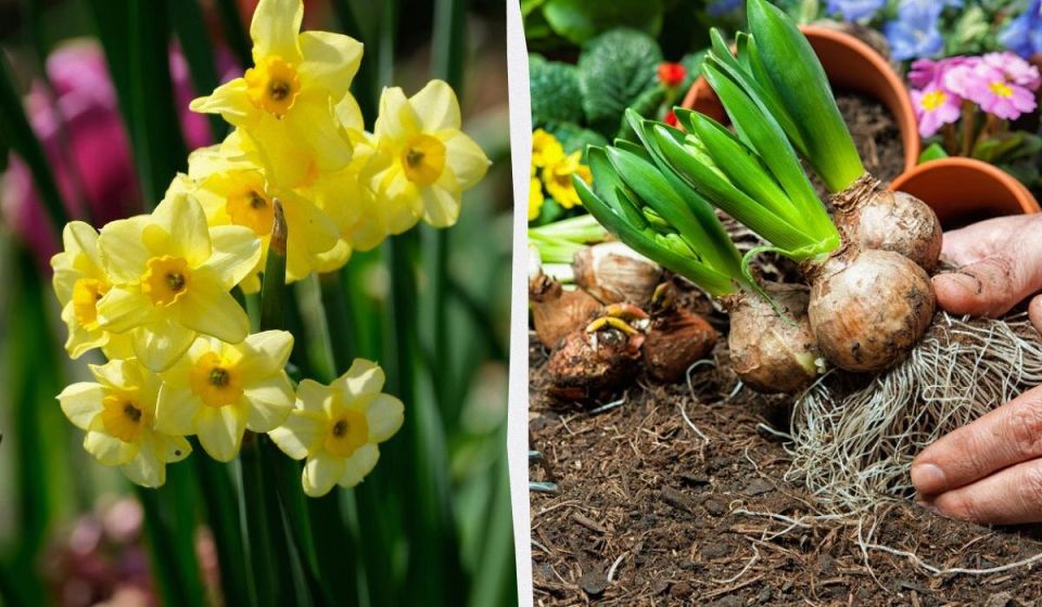 Уход за нарциссами после цветения: как сохранить красоту ваших луковиц