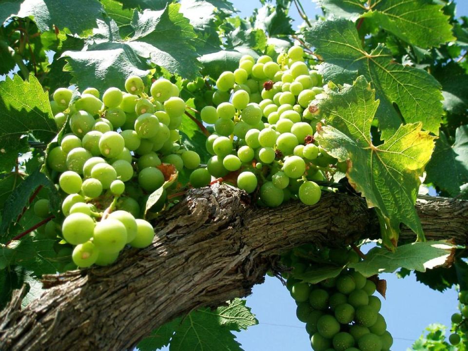 Как вырастить сладкий виноград без косточек: секреты партенокарпии