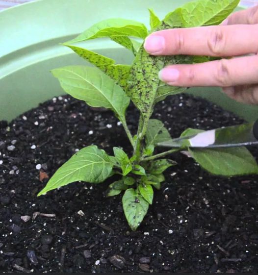 Секреты обрезки перца: как добиться великолепного урожая