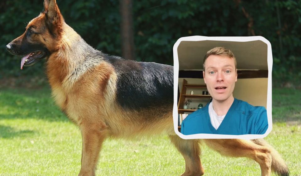 Почему некоторые собачьи породы вызывают опасения у ветеринаров