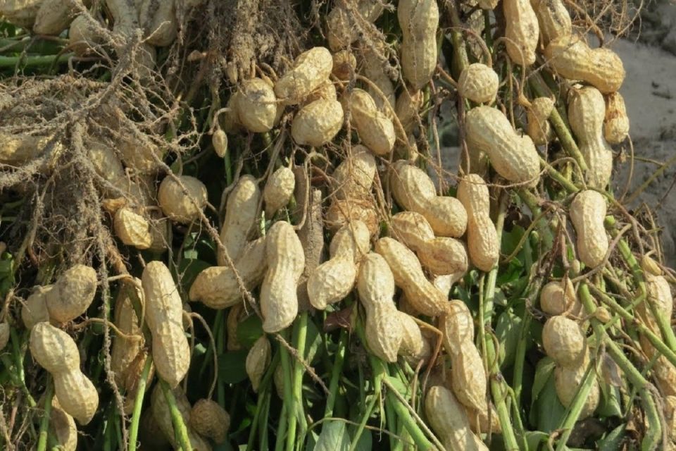 Земляные орехи: незаслуженно забытые деликатесы под землёй