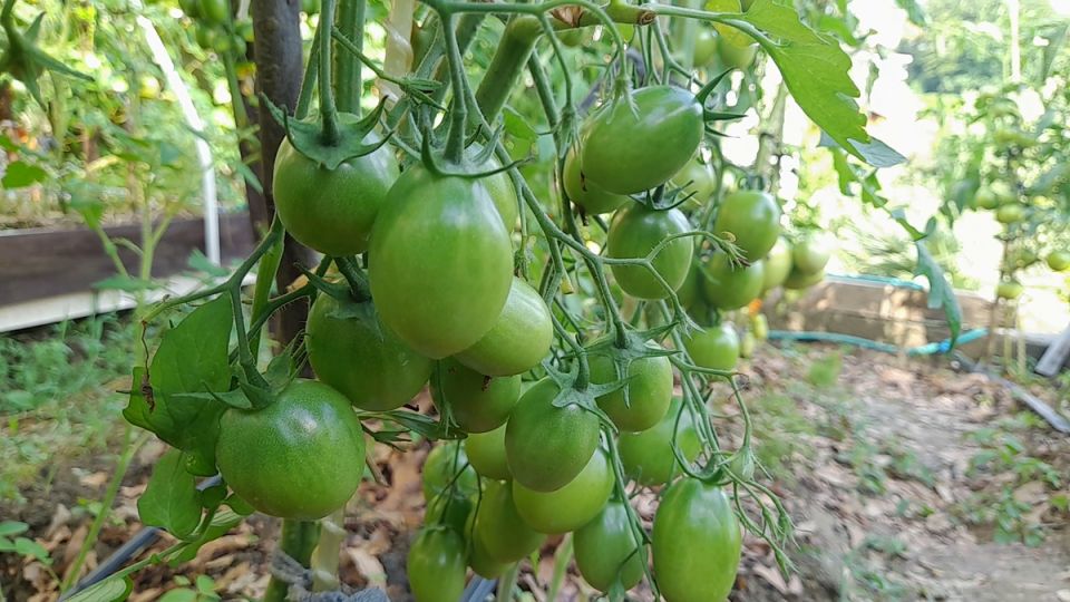 Как правильно подкармливать томаты, перцы и баклажаны в июле для впечатляющего урожая