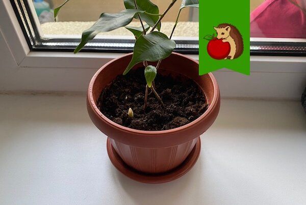 Чеснок в горшке с цветами: неожиданный союз для здоровья растений