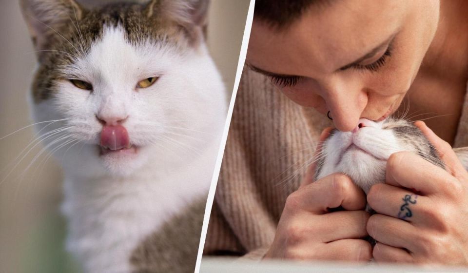 Почему ваша кошка вас лижет: больше, чем просто привязанность