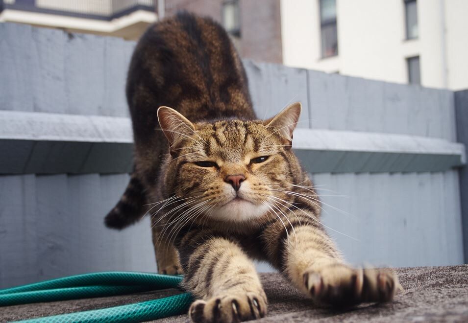 Как поддерживать идеальную чистоту в доме с пушистым другом