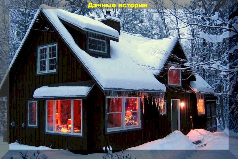 Как выбрать идеальные сорта огурцов: советы для начинающих дачников