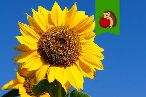 Почему подсолнухи могут стать врагами вашего огорода?