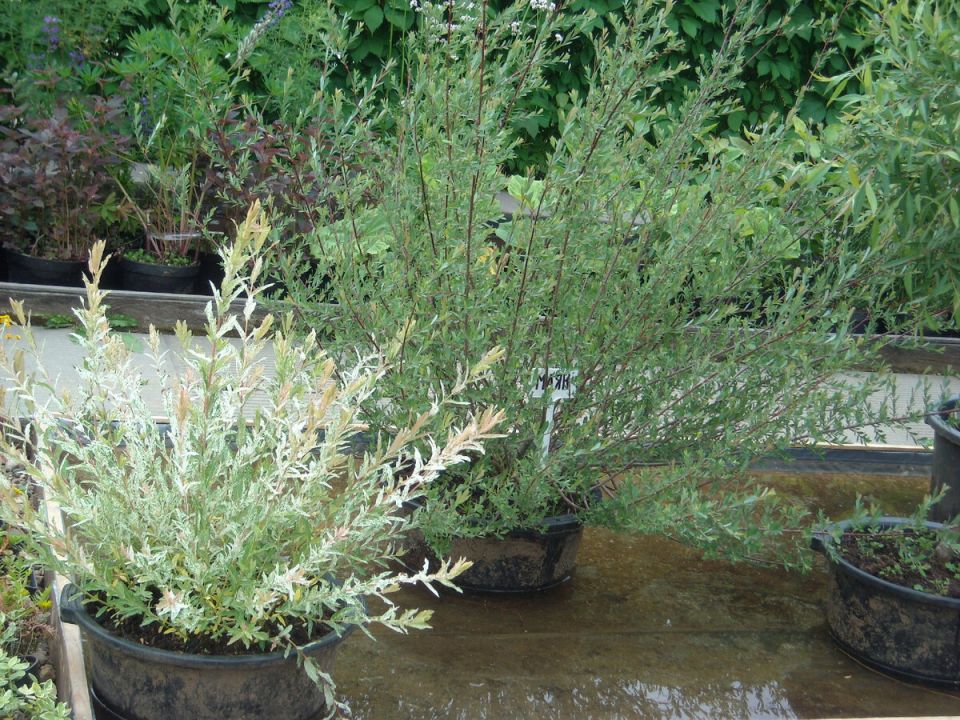 Ива как природный укоренитель: секреты подготовки и применения