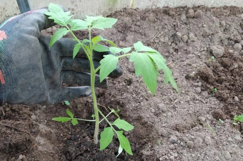 Ошибки при высадке томатов в открытый грунт: как избежать неприятностей