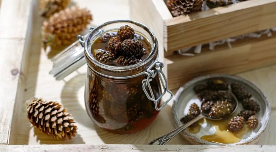 Варенье из сосновых и еловых шишек: как собрать и приготовить