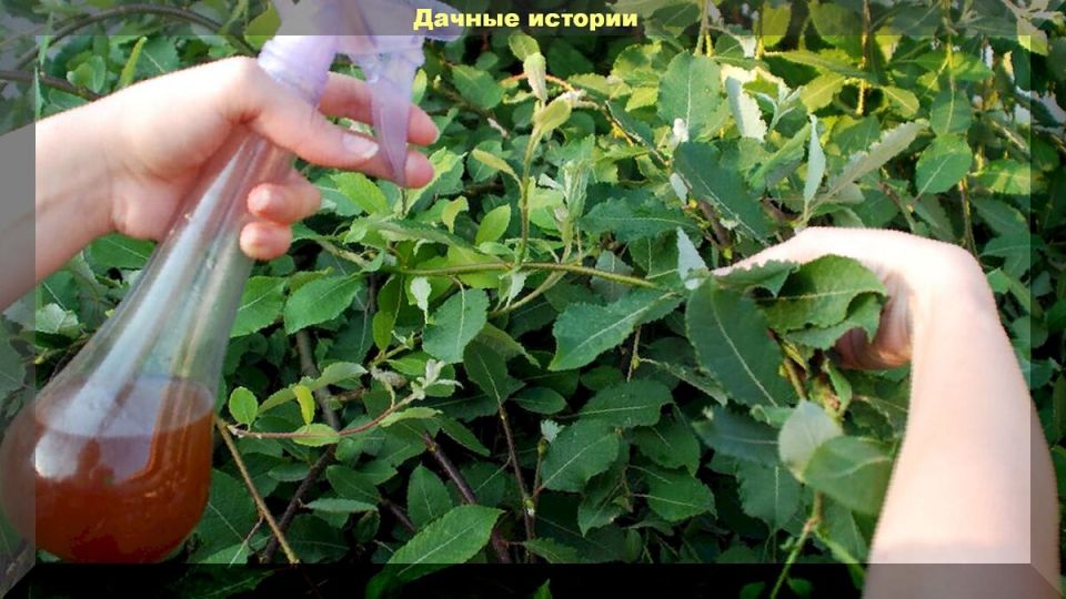 Корица как естественный защитник вашего сада