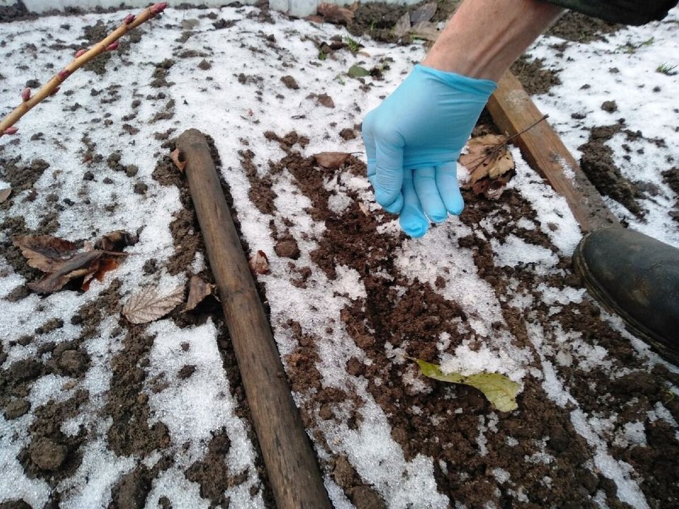 Что посеять в ноябре для раннего урожая: советы дачникам